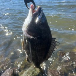 クロダイ
