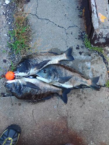 チヌの釣果