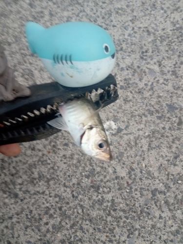 マアジの釣果