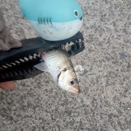 マアジ
