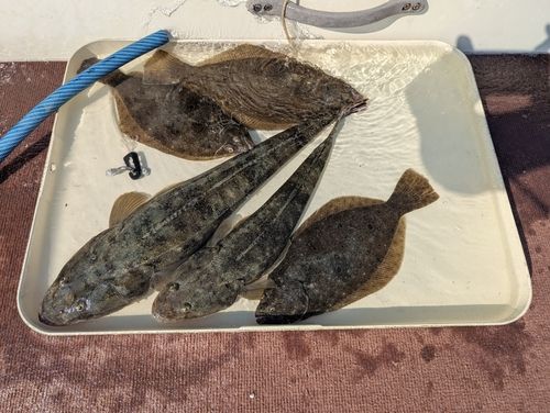 マゴチの釣果