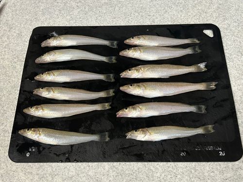 キスの釣果
