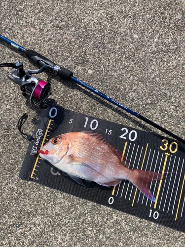 タイの釣果