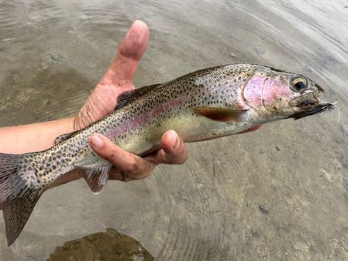 ニジマスの釣果