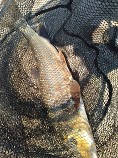 ニゴイの釣果