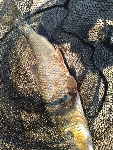 ニゴイの釣果
