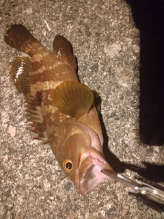 キジハタの釣果