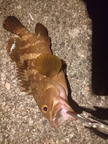 キジハタの釣果