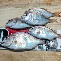 チャリコ