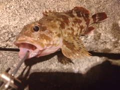 カサゴの釣果