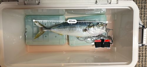 メジロの釣果