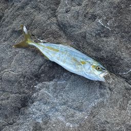 ツバス