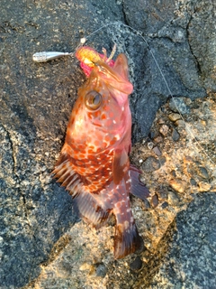 キジハタの釣果
