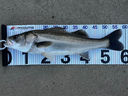 シーバスの釣果