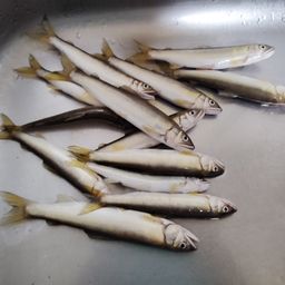 アユ