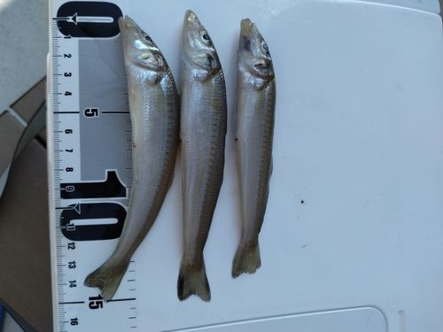 シロギスの釣果