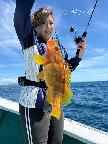オオモンハタの釣果