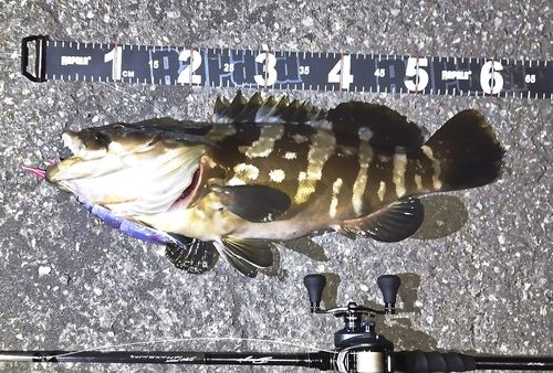 クエの釣果