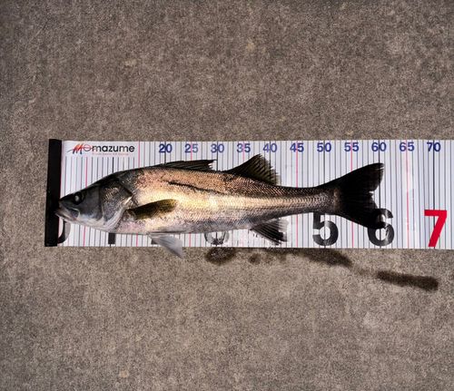 駆け出しアングラー アングラー2851776 さんの釣り人プロフィール - アングラーズ