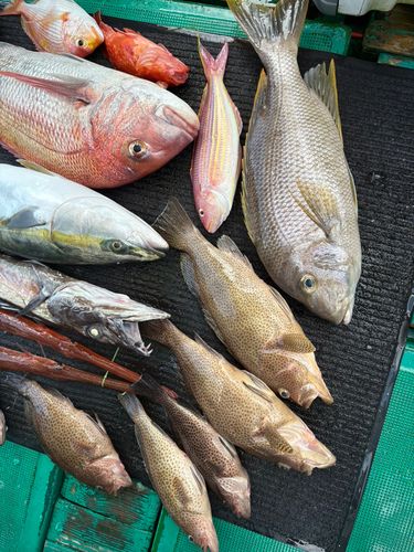 シロダイ