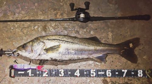 シーバスの釣果