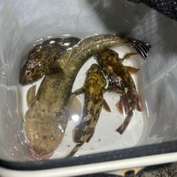 マゴチ
