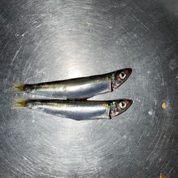ウルメイワシ