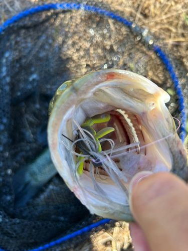 ブラックバスの釣果