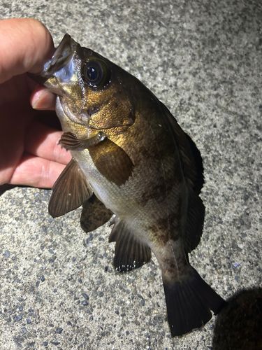 メバルの釣果