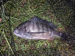 チヌの釣果