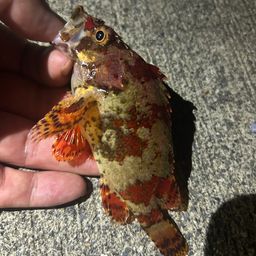 ヨロイメバル