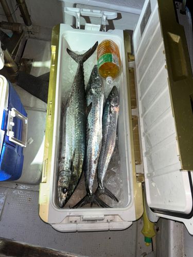 サワラの釣果
