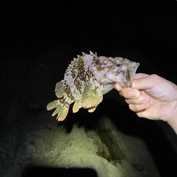 オウゴンムラソイ