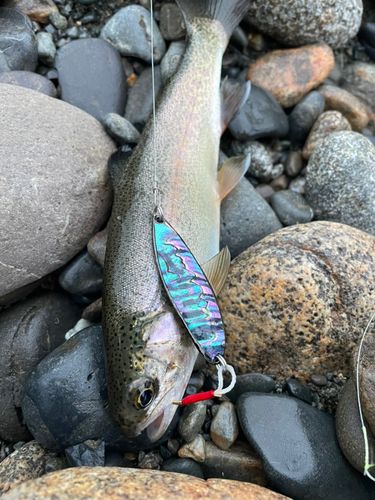 ニジマスの釣果