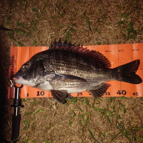 クロダイの釣果