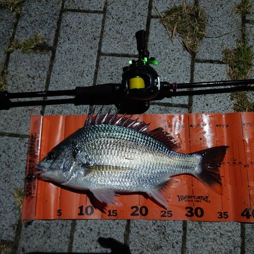 キビレの釣果