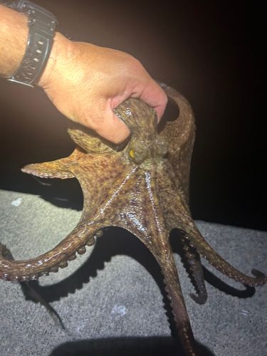 タコの釣果