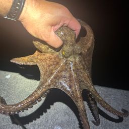 タコ