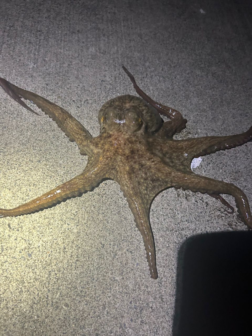 タコ