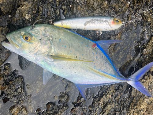 カスミアジの釣果