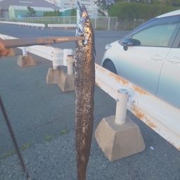 タチウオ