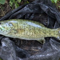 スモールマウスバス