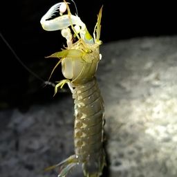 シャコ