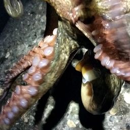 タコ