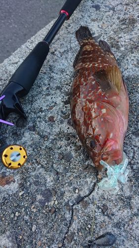 キジハタの釣果