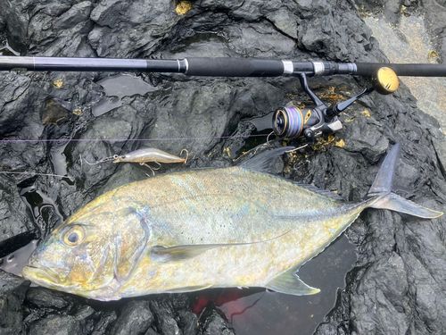 ギンガメアジの釣果