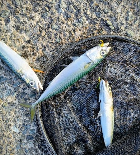 サバの釣果