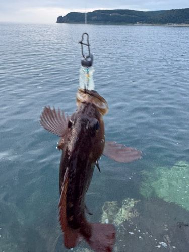 エゾメバルの釣果