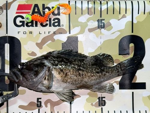 クロソイの釣果