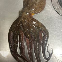 タコ